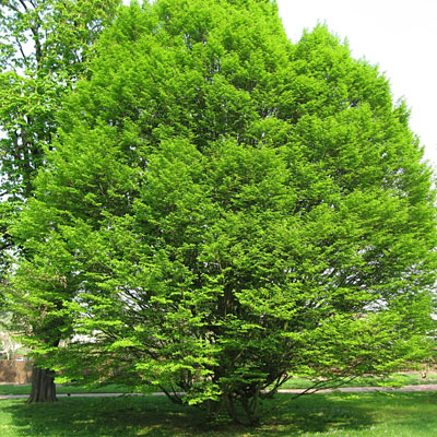 Carpinus bet. 'Fastigiata'
