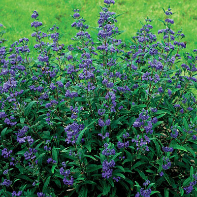 Caryopteris