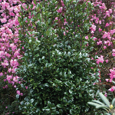 Ilex x m. 'Castle Wall'