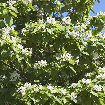 Catalpa speciosa