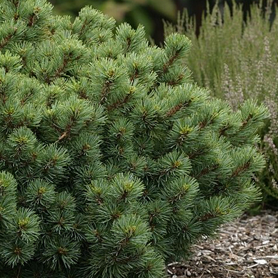 Pinus pa. 'Catherine Elizabeth'