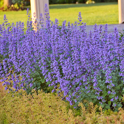 Nepeta x f. 'Cat's Meow'
