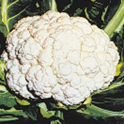 Cauliflower 'Snow Crown'
