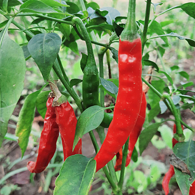 Pepper 'Cayenne Long Red Slim'