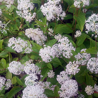Ceanothus