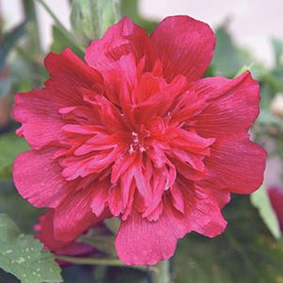 Alcea r. 'Spring Celebrities Carmine-Rose'