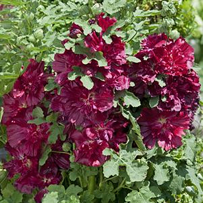 Alcea r. 'Spring Celebrities Crimson'