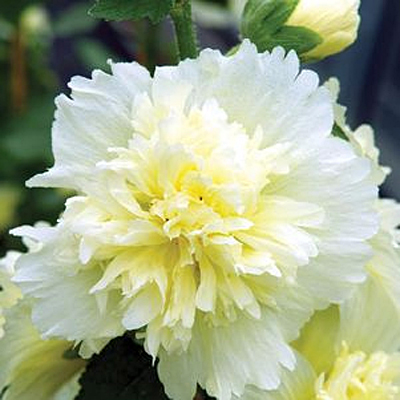 Alcea r. 'Spring Celebrities Lemon'