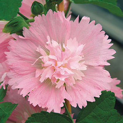 Alcea r. 'Spring Celebrities Pink'