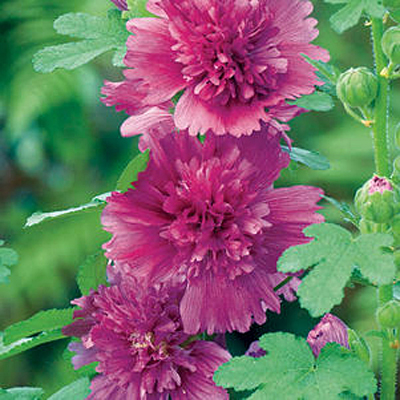Alcea r. 'Spring Celebrities Purple'