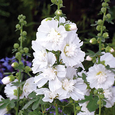 Alcea r. 'Spring Celebrities White'