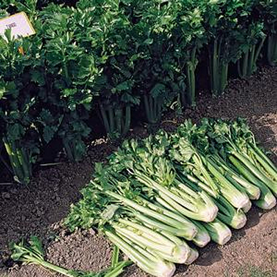 Celery 'Tango'