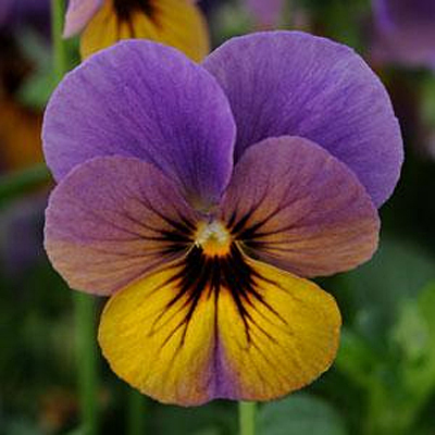 Viola c. 'Celestial Twilight'