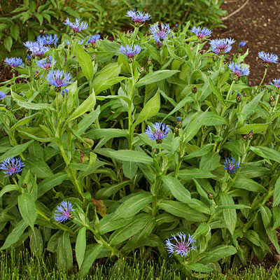 Centaurea montana