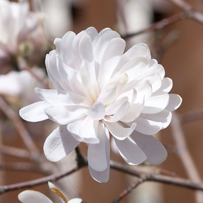 Magnolia s. 'Centennial Blush'