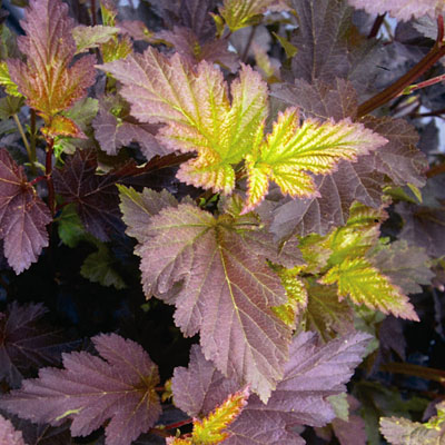 Physocarpus o. 'Center Glow'