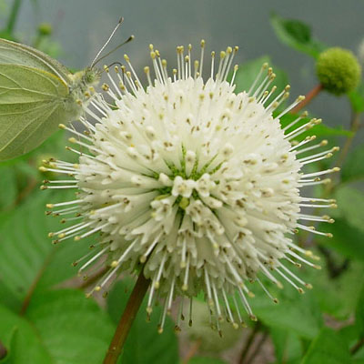 Cephalanthus