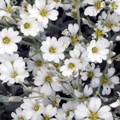 Cerastium tomentosum