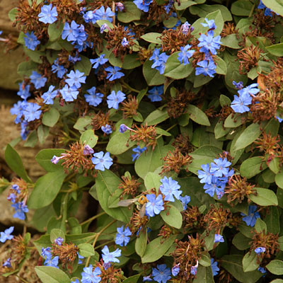 Ceratostigma plumbaginoides