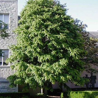 Cercidiphyllum japonicum