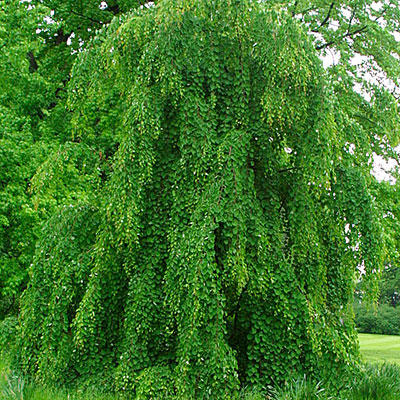 Cercidiphyllum j. 'Pendula'