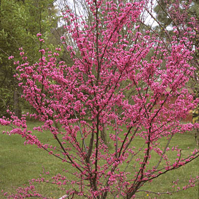 Cercis canadensis