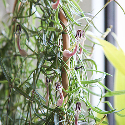 Ceropegia linearis