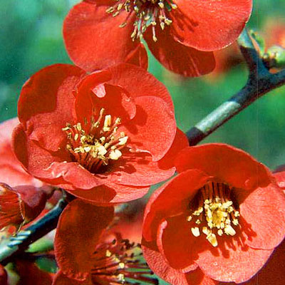 Chaenomeles s. 'Crimson and Gold'