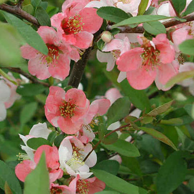 Chaenomeles s. 'Toyo-Nishiki'