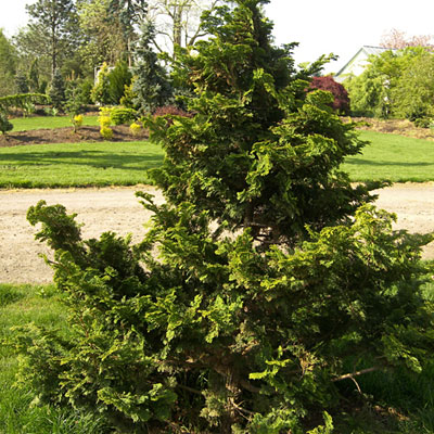 Chamaecyparis o. 'Compacta'
