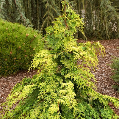 Chamaecyparis o. 'Crippsii'