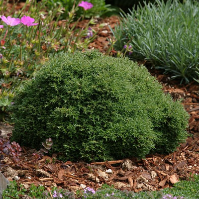 Chamaecyparis p. 'Cumulus'