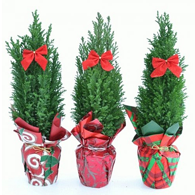 Chamaecyparis ellwoodii (Wrap & Bow)