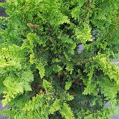 Chamaecyparis o. 'Filicoides'