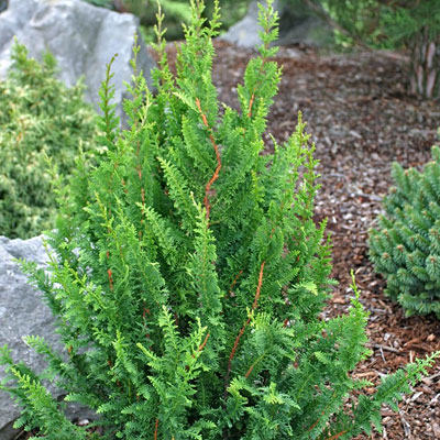 Chamaecyparis o. 'Filicoides Compacta'