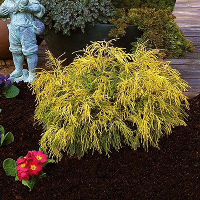 Chamaecyparis p. f. 'Gold Mops'