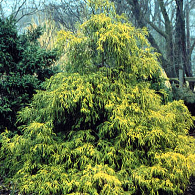 Chamaecyparis p. f. 'Gold Spangle'
