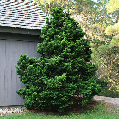 Chamaecyparis o. 'Gracilis'