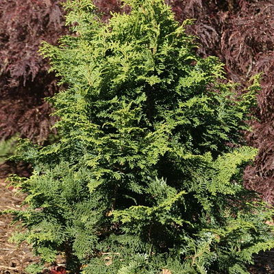 Chamaecyparis o. 'Graciosa'