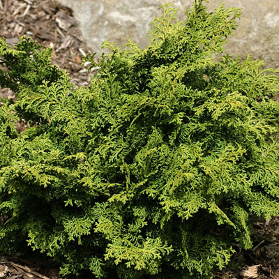 Chamaecyparis o. 'Kosteri'
