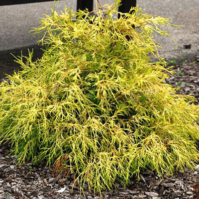 Chamaecyparis p. f. 'Lemon Thread'
