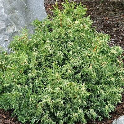 Chamaecyparis o. 'Mariesii'