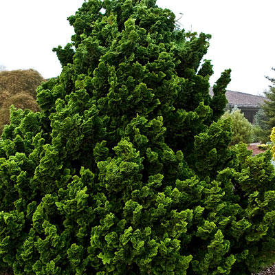 Chamaecyparis o. 'Nana Gracilis'