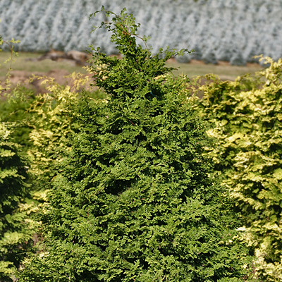 Chamaecyparis o. 'Iseli Green'
