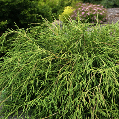 Chamaecyparis p. 'Filifera'