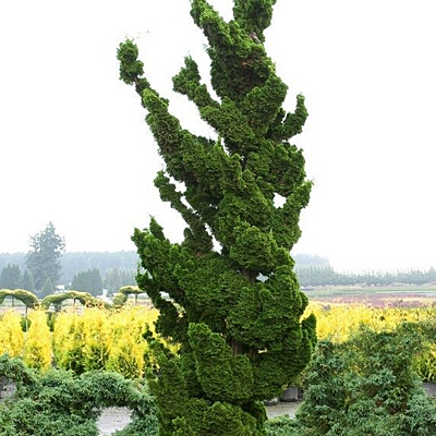 Chamaecyparis o. 'Spiralis'