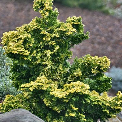 Chamaecyparis o. 'Verdoni'