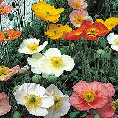 Papaver n. 'Champagne Bubbles Mix'