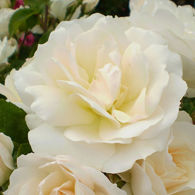 Rosa 'Champagne Wishes'