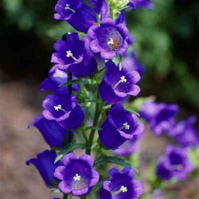 Campanula m. 'Champion Blue'